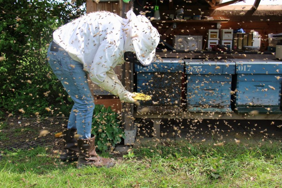 Strój pszczelarza- właściwa ochrona podczas prac w pasiece