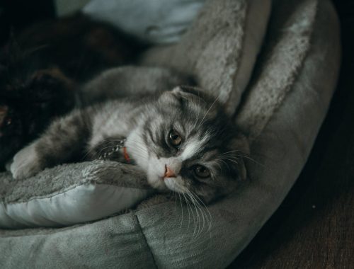 kot odpoczywa na legowisku